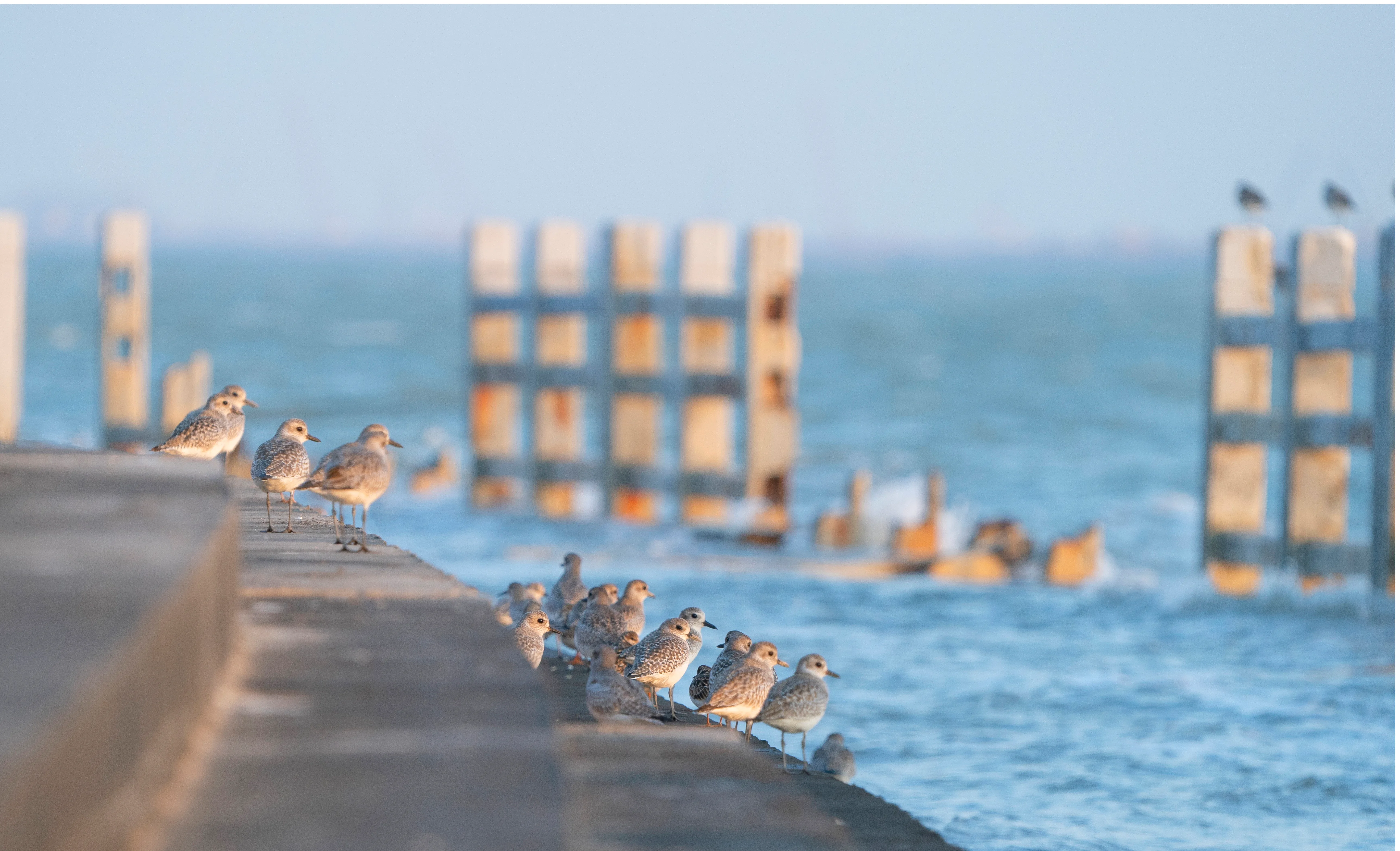 Group of birdwatchers with professional cameras and binoculars